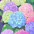 Beautiful colorful hydrangea flowers as background, top view Royalty Free Stock Photo